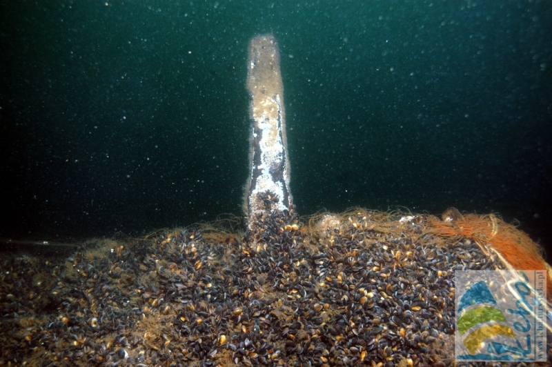 Morze bałtyckie zdjęcia podwodne